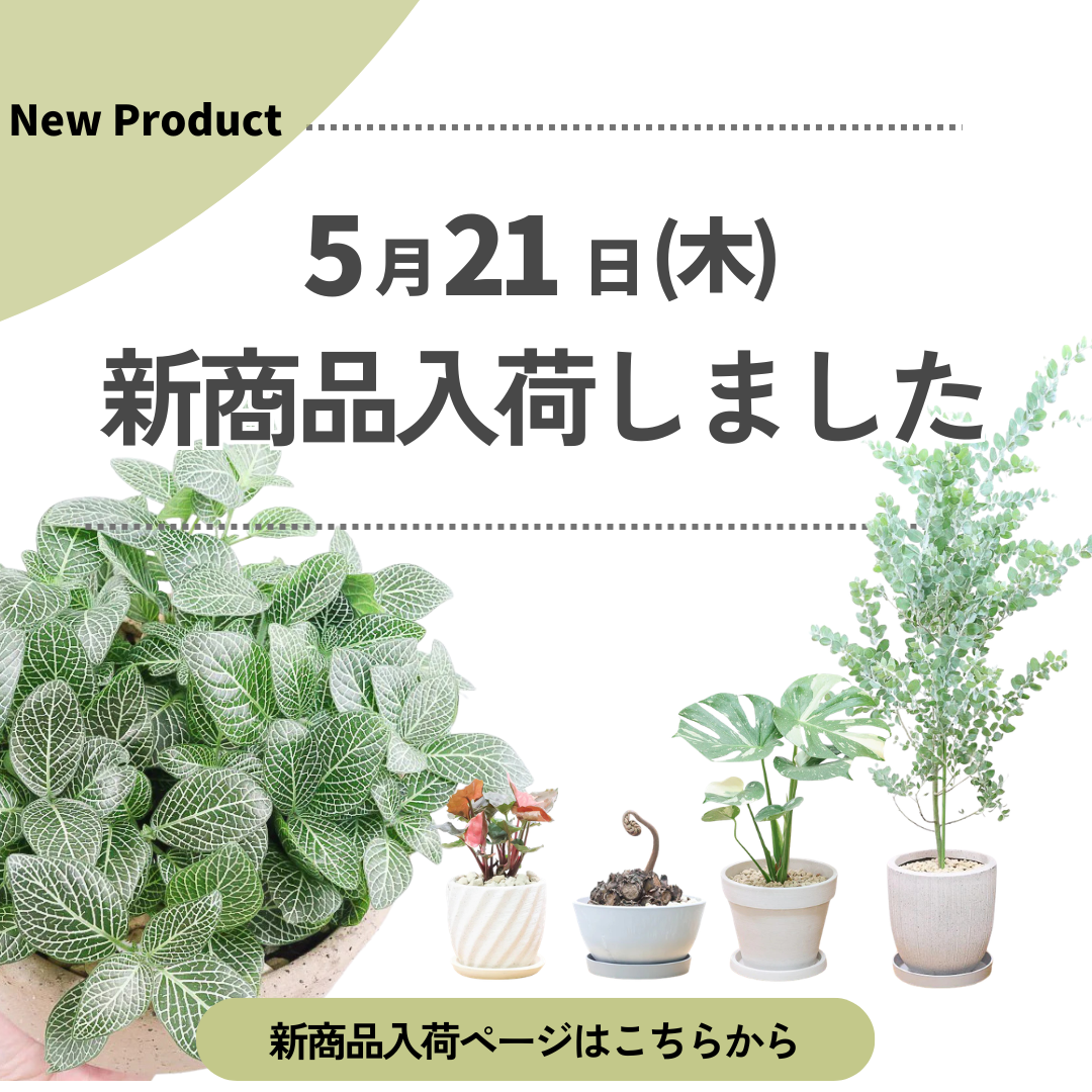 新商品入荷ページの画像