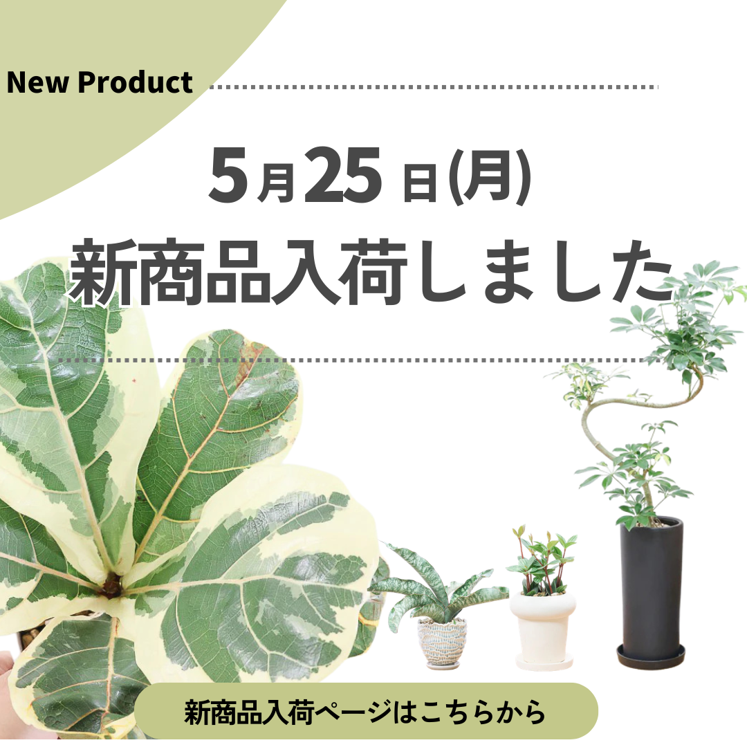 新商品入荷ページの画像