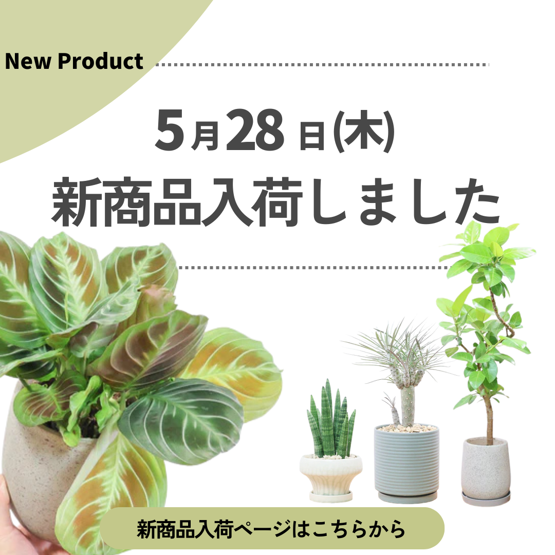 新商品入荷ページの画像