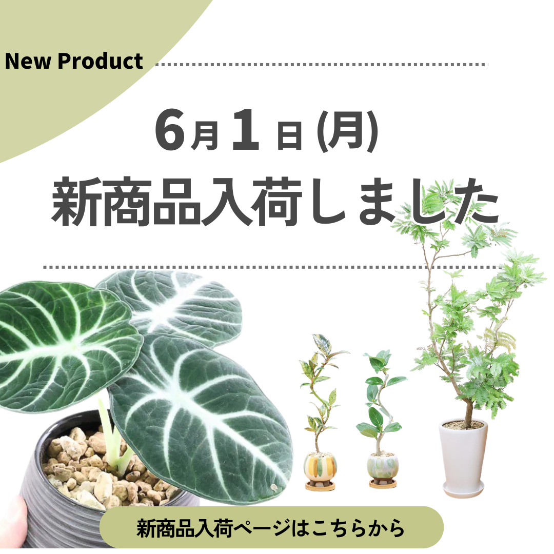 新商品入荷ページの画像