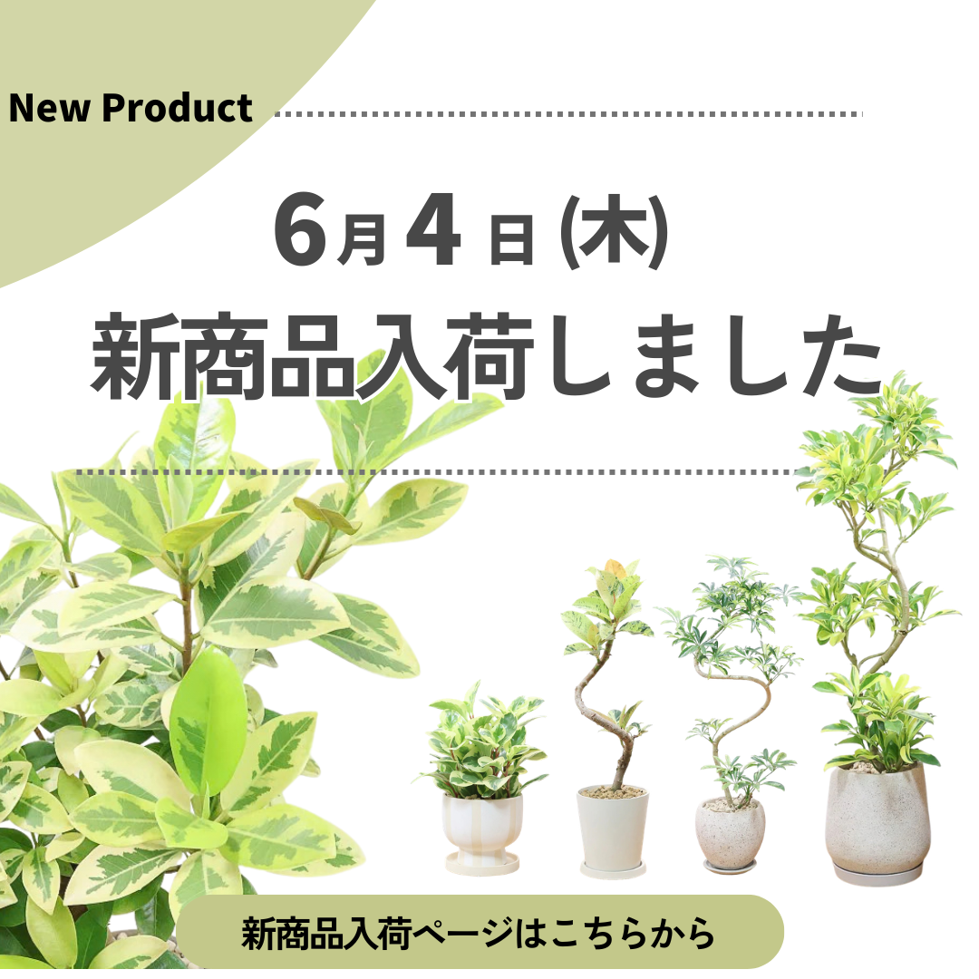 新商品入荷ページの画像
