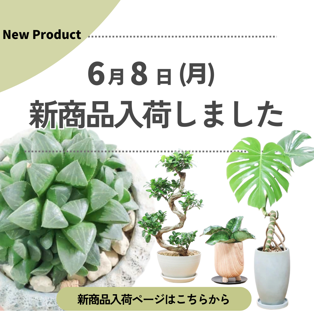 新商品入荷ページの画像