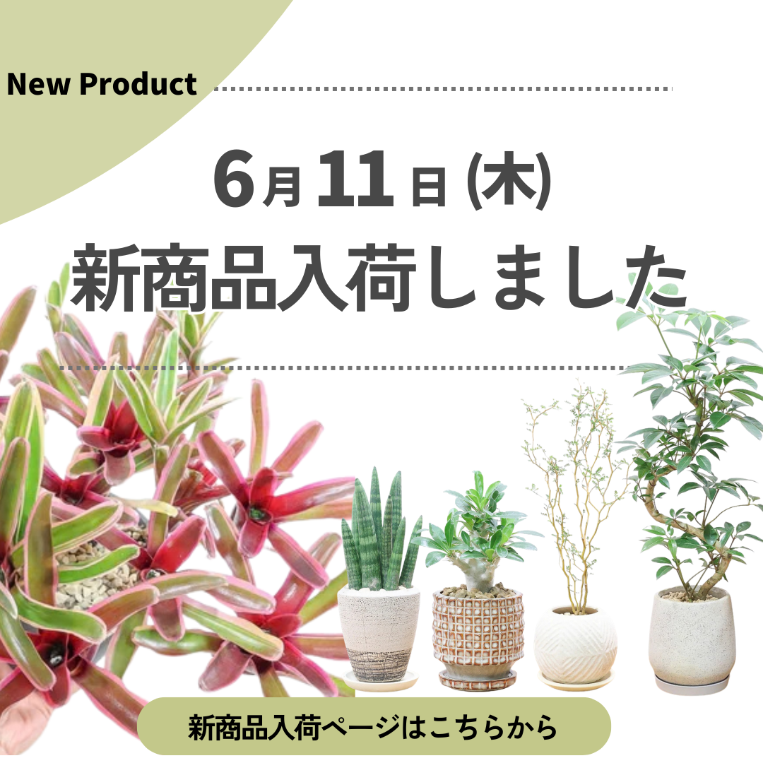 新商品入荷ページの画像