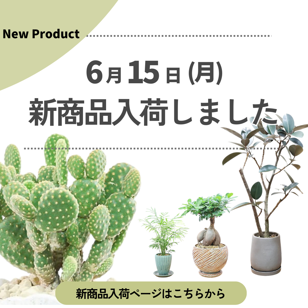 新商品入荷ページの画像