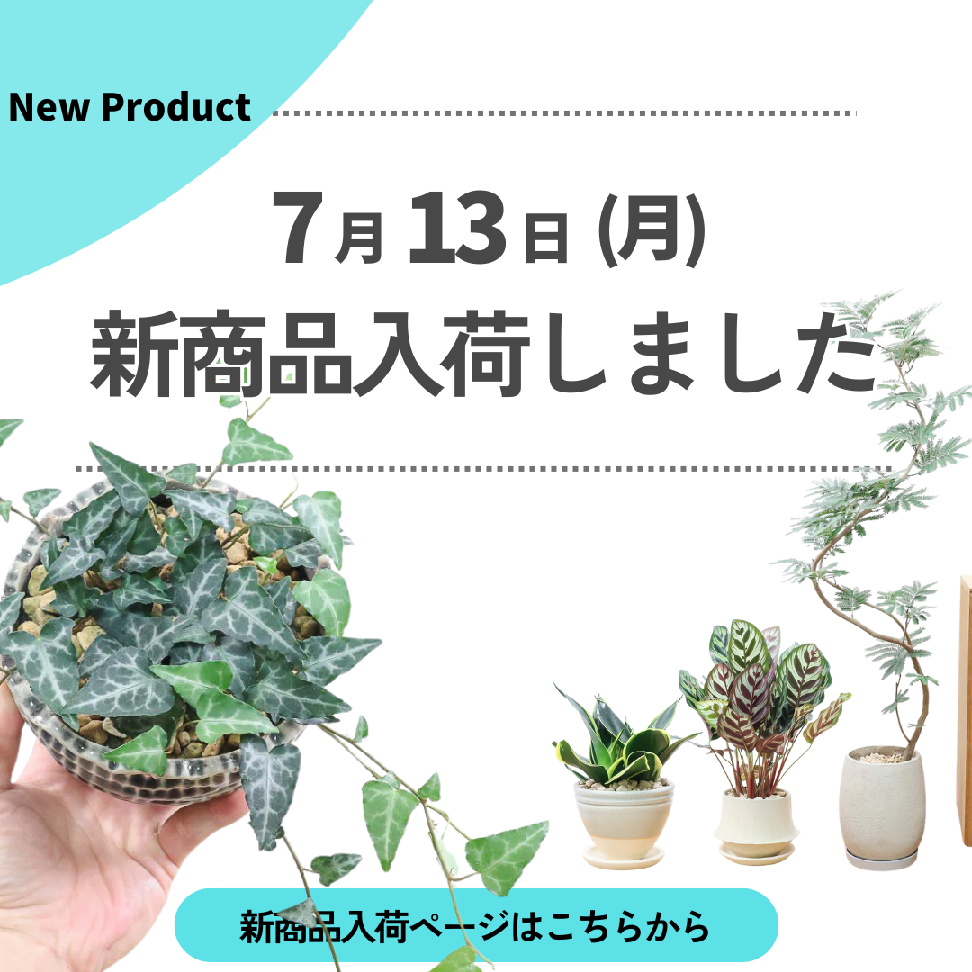 新商品入荷ページの画像