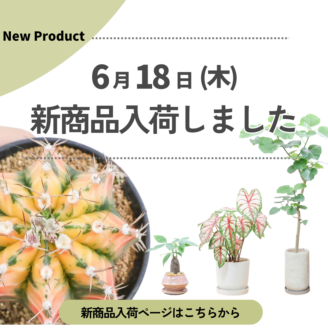 新商品入荷ページの画像