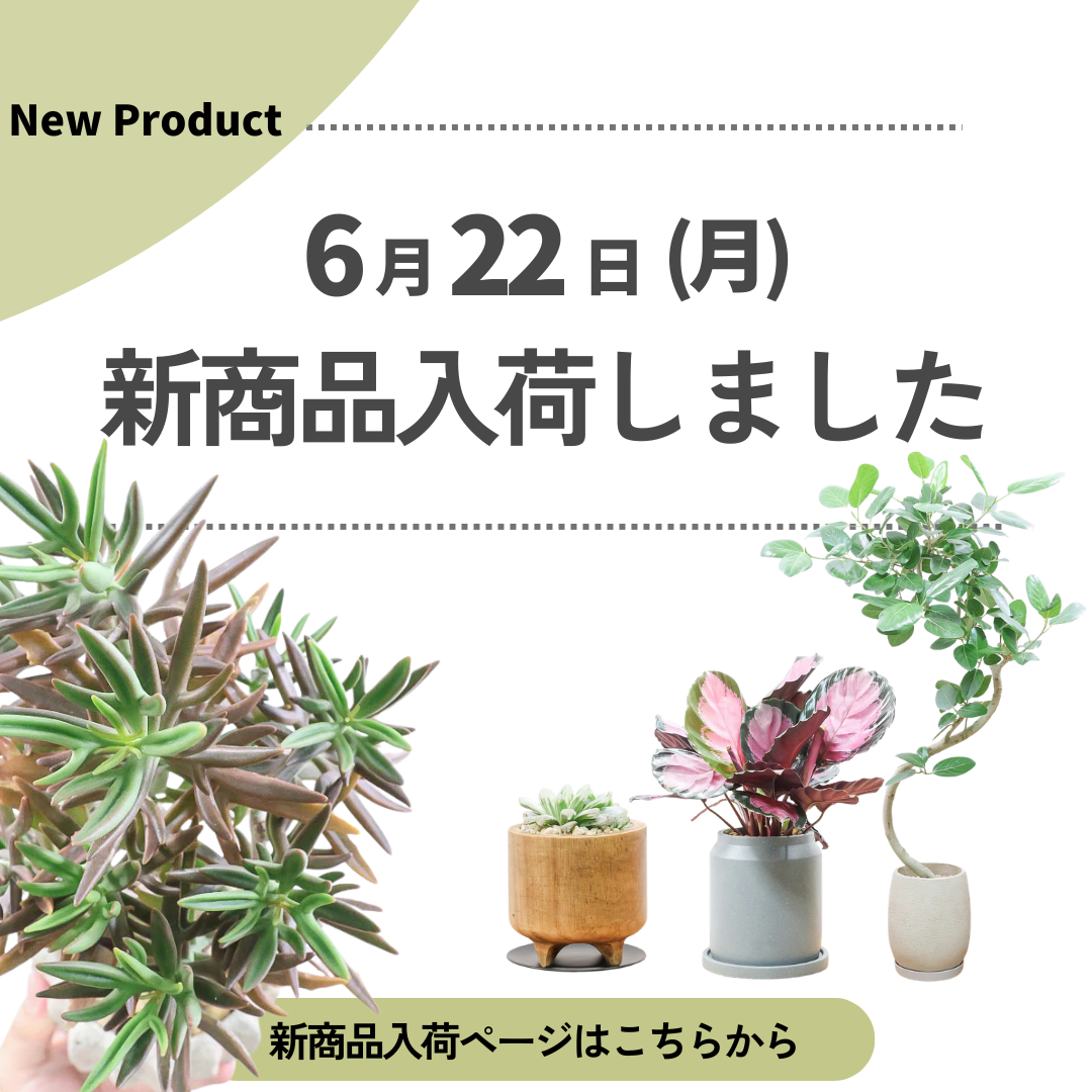 新商品入荷ページの画像
