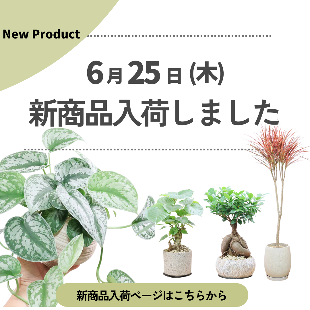 新商品入荷ページの画像