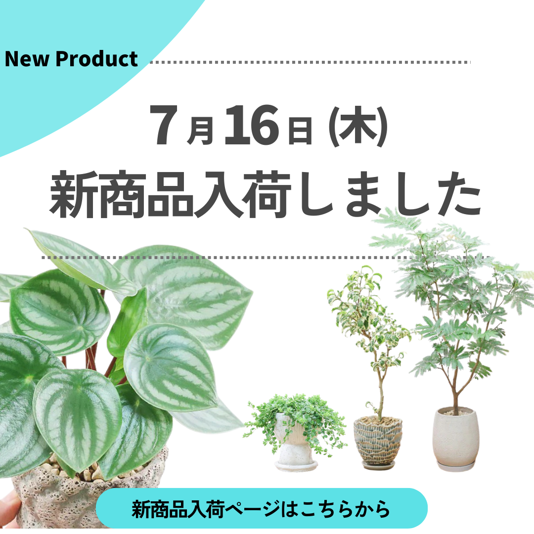 新商品入荷ページの画像