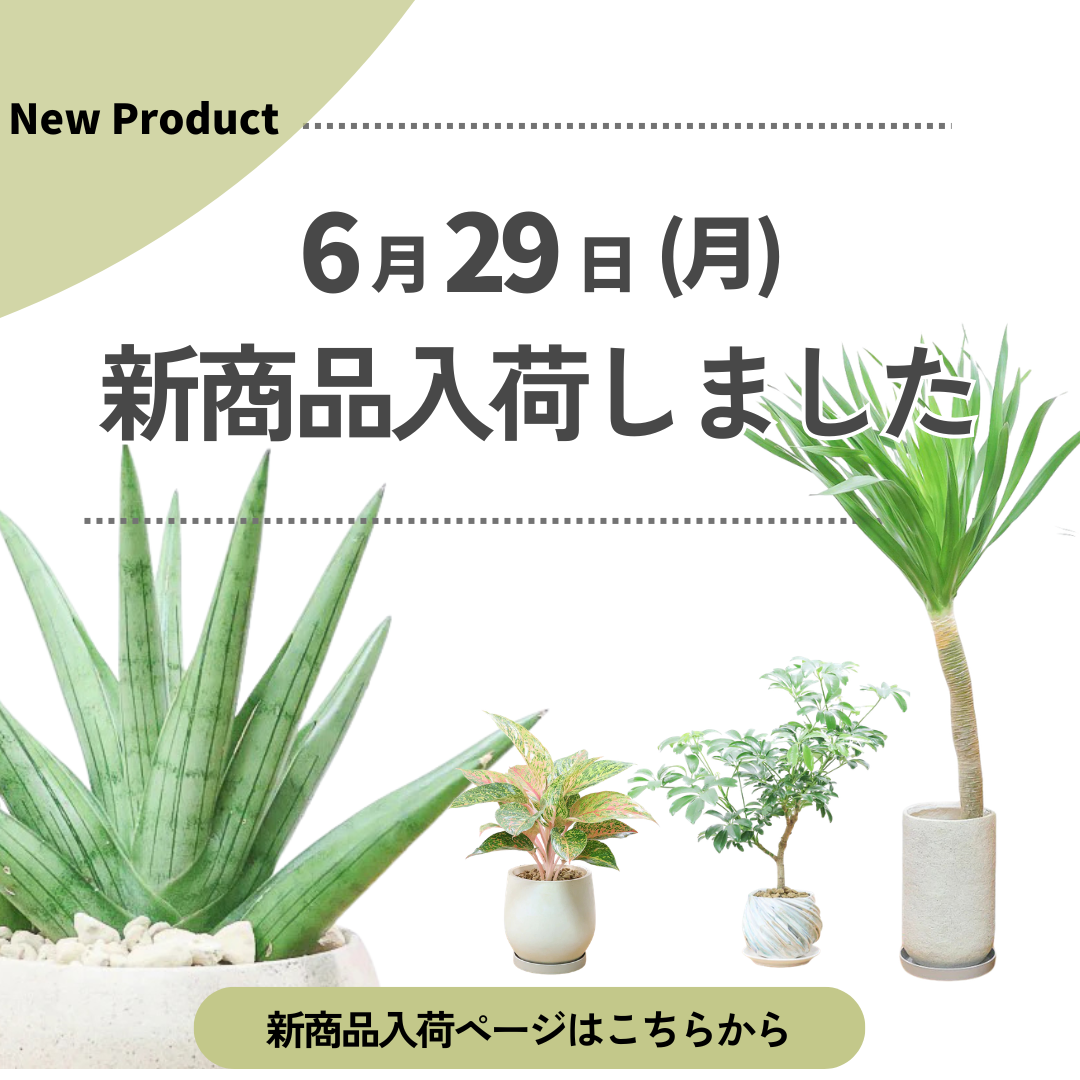 新商品入荷ページの画像