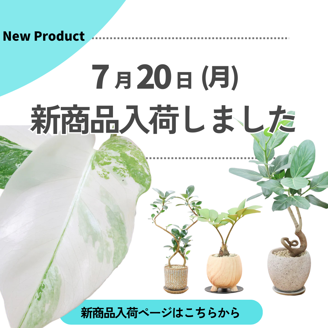 新商品入荷ページの画像