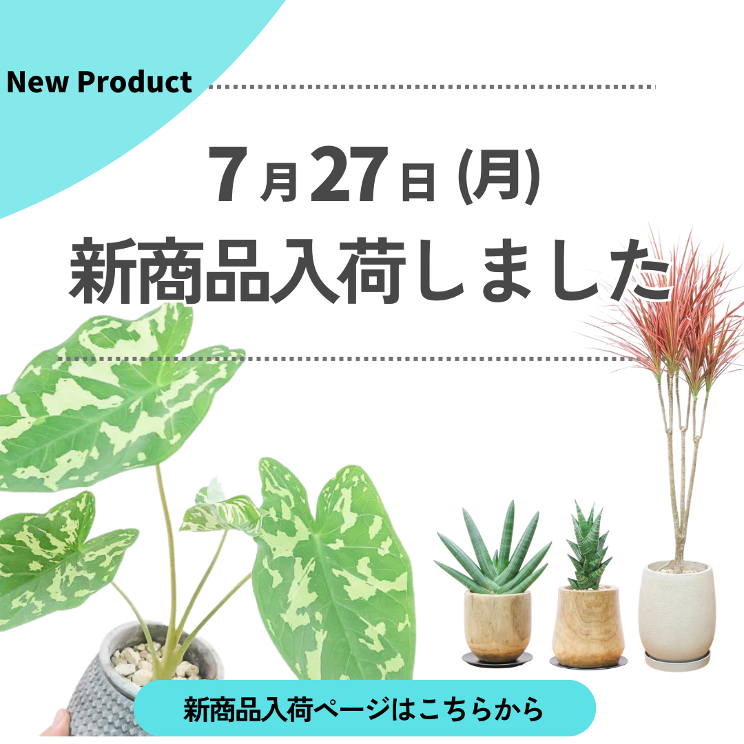 新商品入荷ページの画像