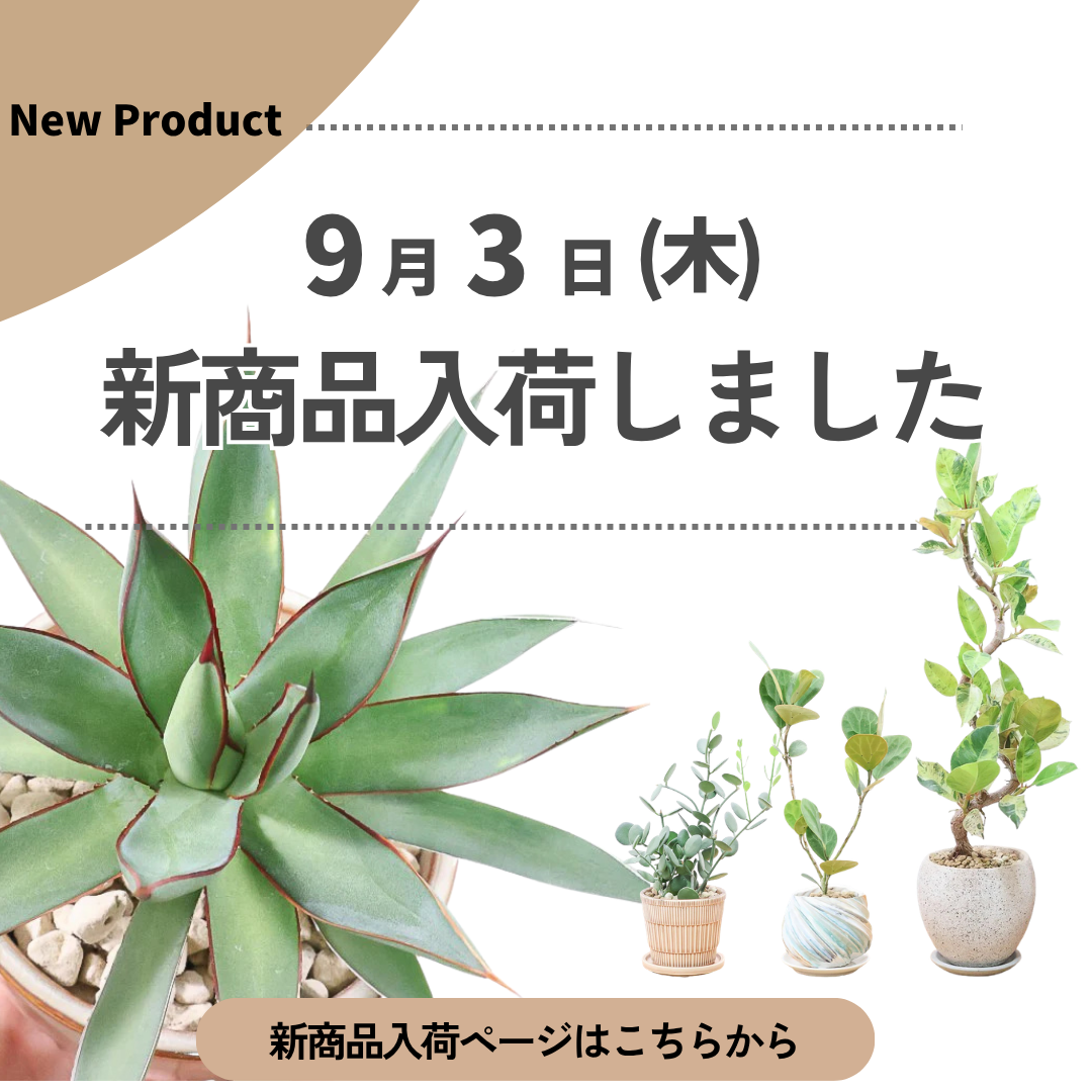新商品入荷ページの画像
