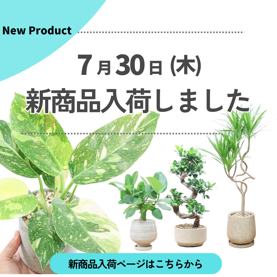 新商品入荷ページの画像