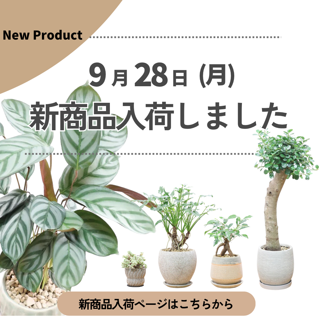 新商品入荷ページの画像