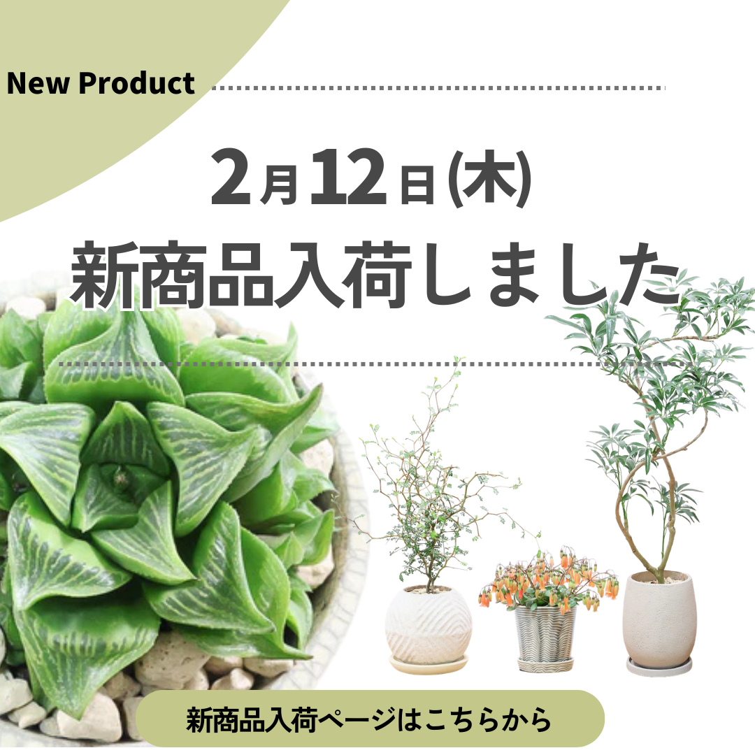 新商品入荷ページの画像