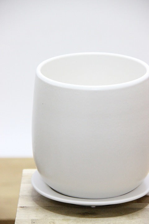 【ベンガレンシス】シンプルなＰＯＴ！よくまとまったきれいな樹形！幹のカーブも素晴らしい仕上がりです！