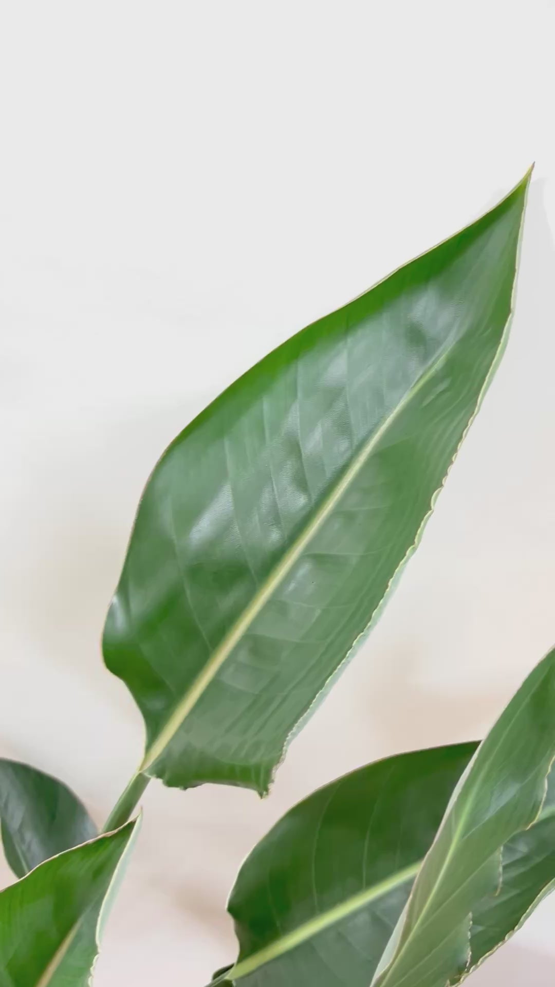 【ストレチア レギネ】ボリューム満点！とても丈夫な観葉植物です！スリムでスタイリッシュなのでおすすめです！