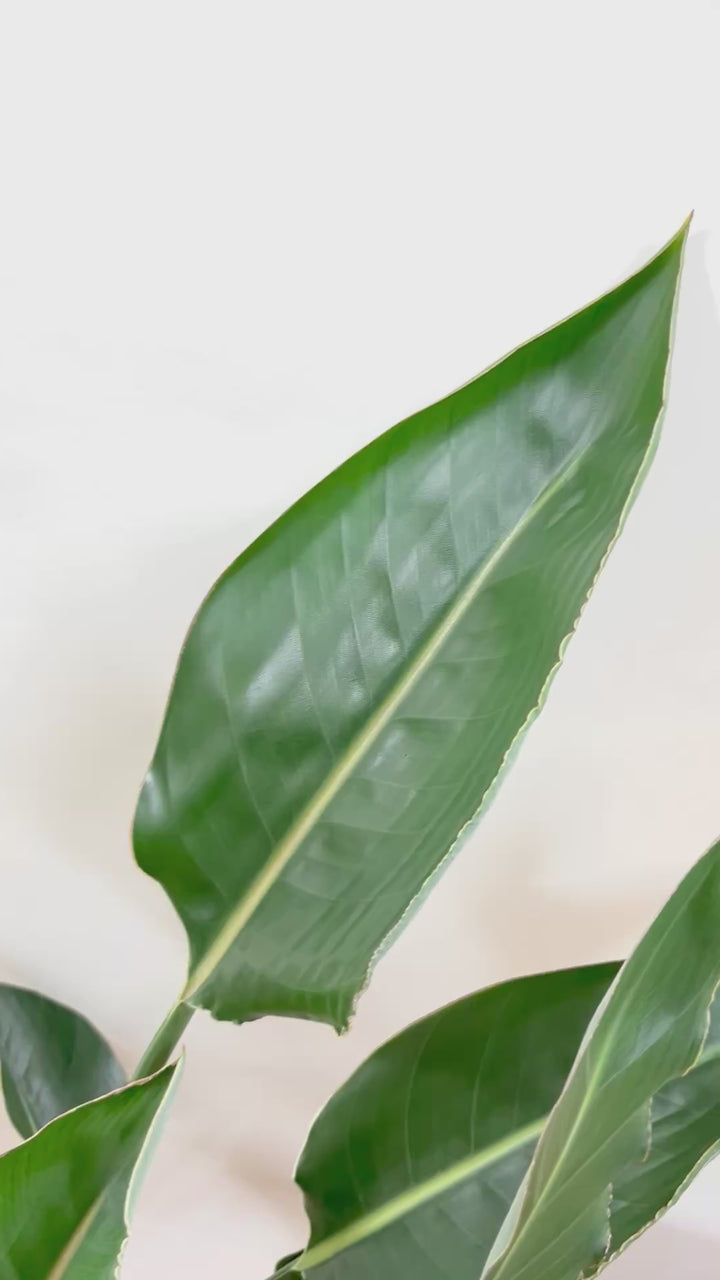 【ストレチア レギネ】ボリューム満点！とても丈夫な観葉植物です！スリムでスタイリッシュなのでおすすめです！