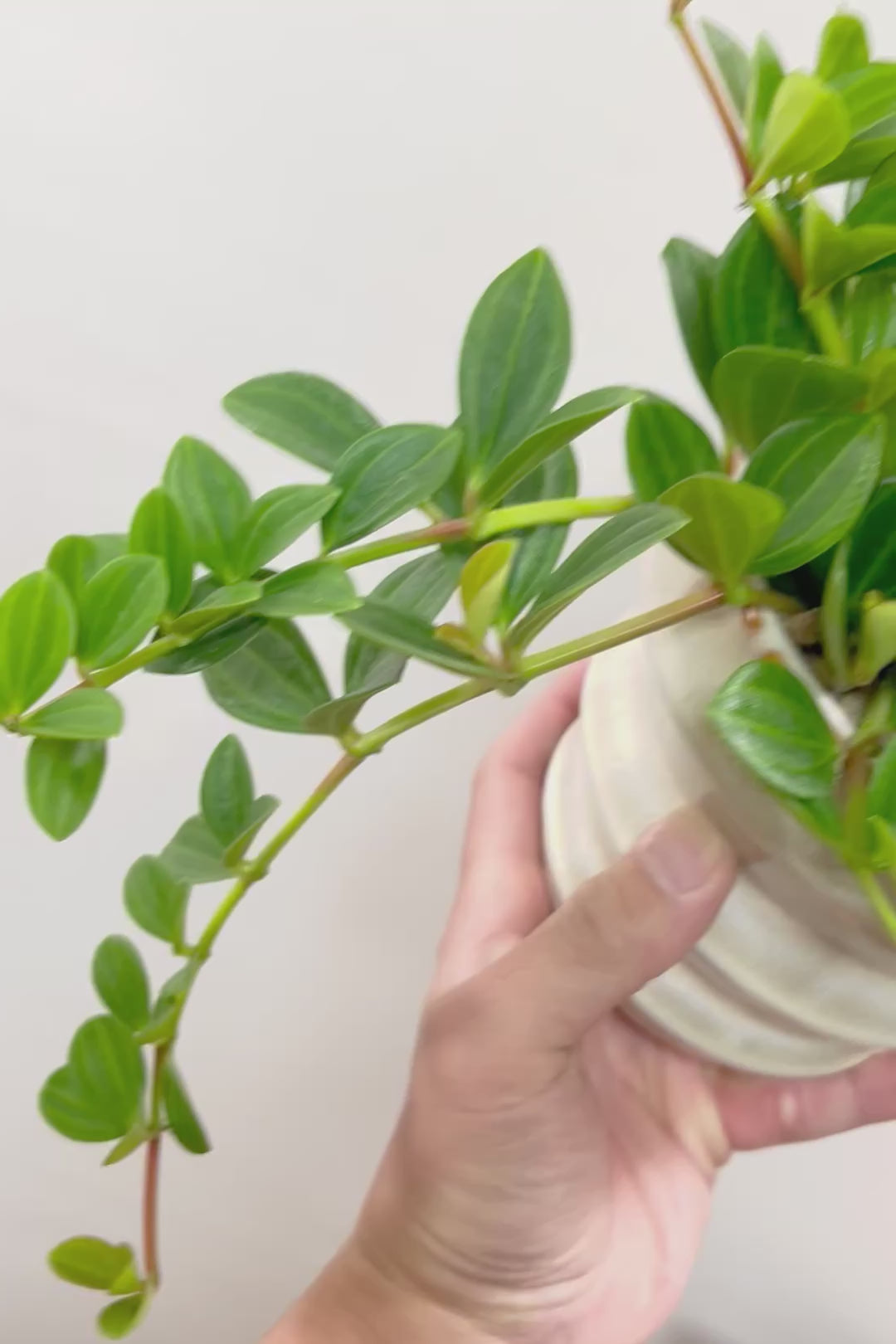 【ペペロミア フォレット】愛知県の冨永さんのオリジナル品種！ペペロミアの中でも育てやすい品種なんです！