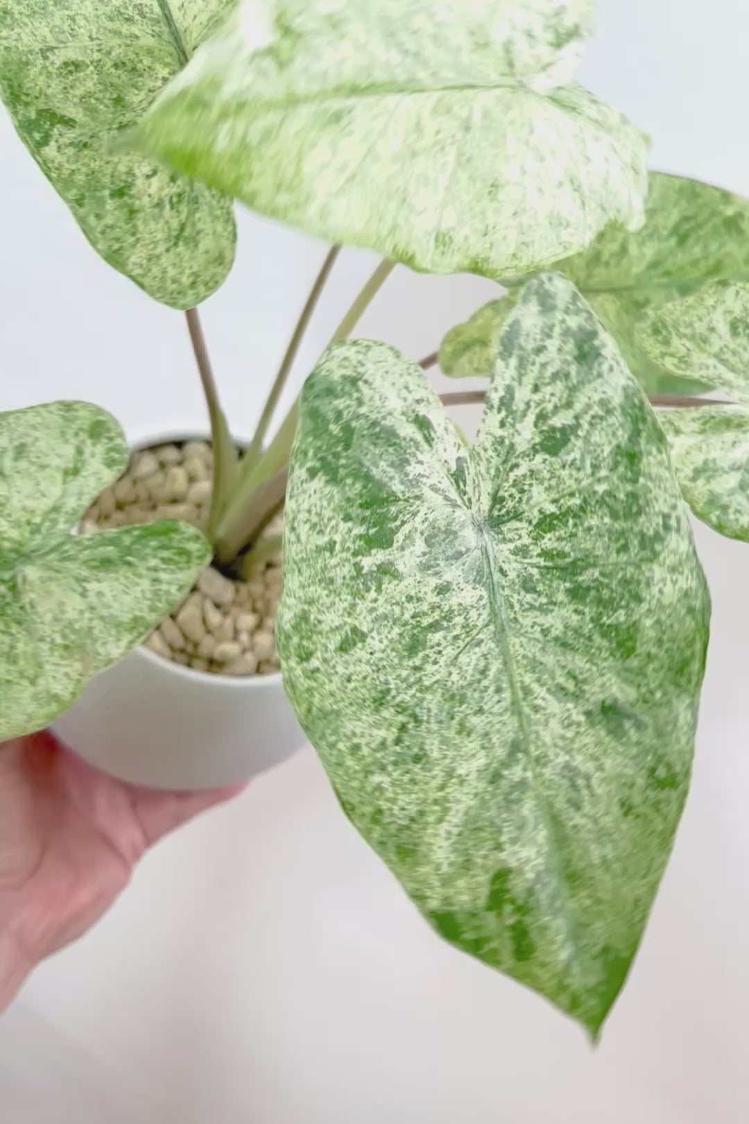 【アロカシア バティックオドラ】爽やかな葉色が素晴らしい人気の品種！繊細そうに見えて意外と丈夫なんです！