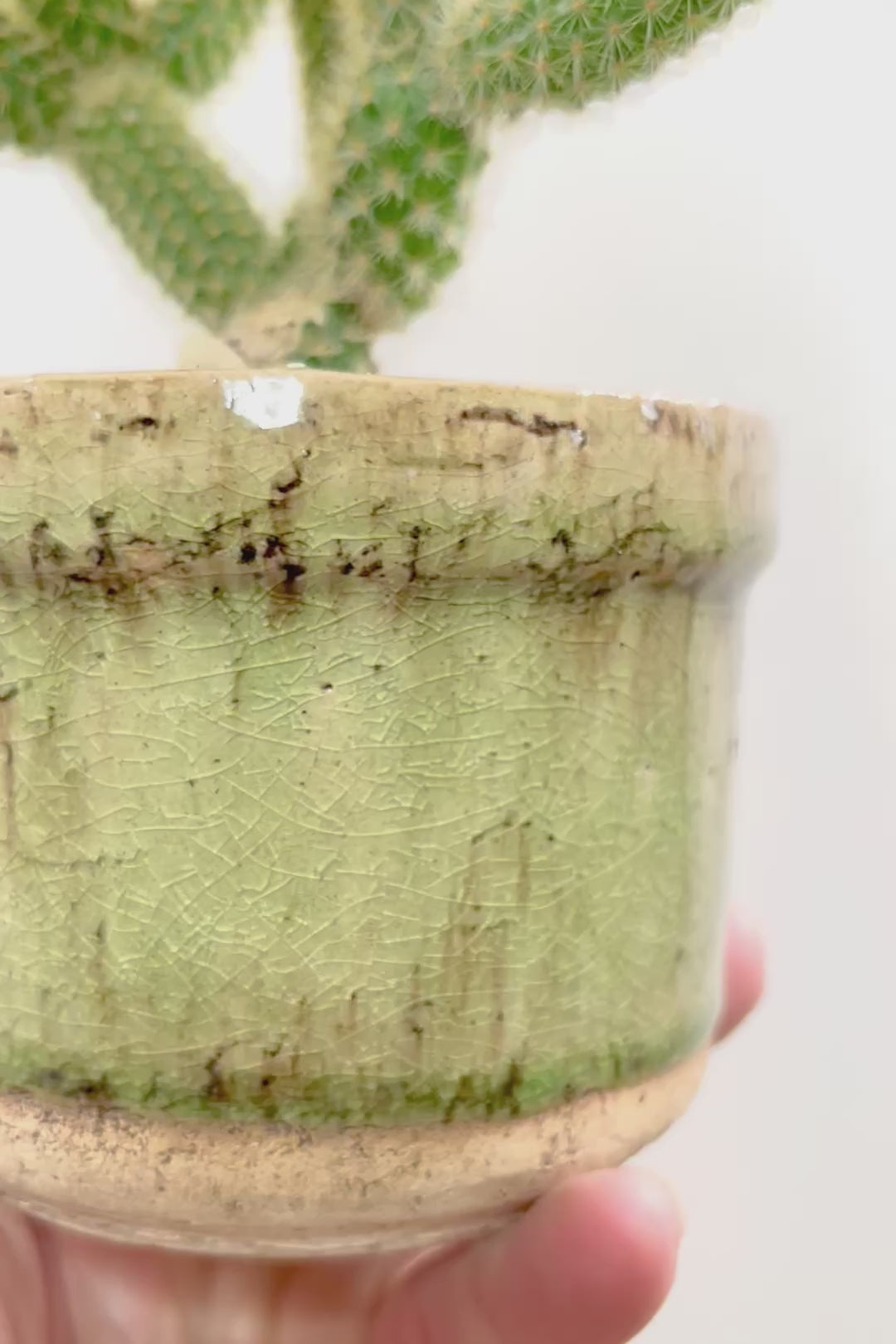 【サボテン ヒルデウィンテラ】重厚感のあるおしゃれPOT！かわいすぎて思わず葉に触っちゃいそうになるけどチクッとしますのでご注意ください。