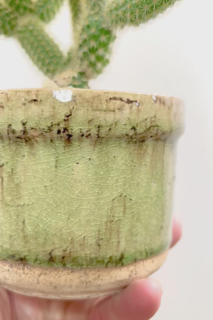 【サボテン ヒルデウィンテラ】重厚感のあるおしゃれPOT！かわいすぎて思わず葉に触っちゃいそうになるけどチクッとしますのでご注意ください。