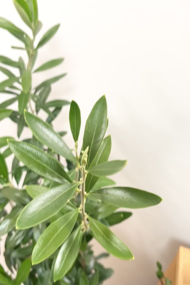 【オリーブ】オリーブの名産地の小豆島でしっかりと作られました！幹はかなり太く年季を感じます！