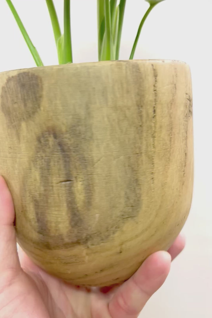 【モンステラ】かわいすぎますよ。だってこんなまん丸の葉っぱなんて…。人気の木製POTもGOOD！
