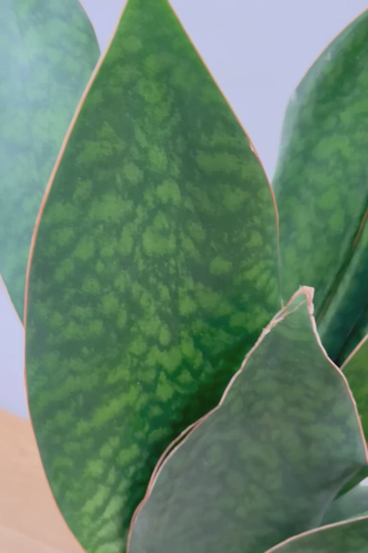 【サンスベリア マッソニアーナ】ここまで大型のマッソニアーナは希少！生産者さんのハウスで見つけて仕入れてきました！