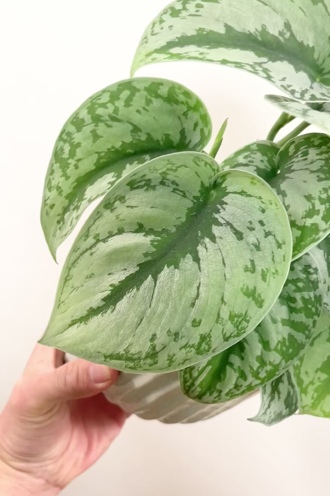 【スキンダプサス トレビー】ベルベットのような葉の質感。葉の模様が個性的で美しい観葉植物です！