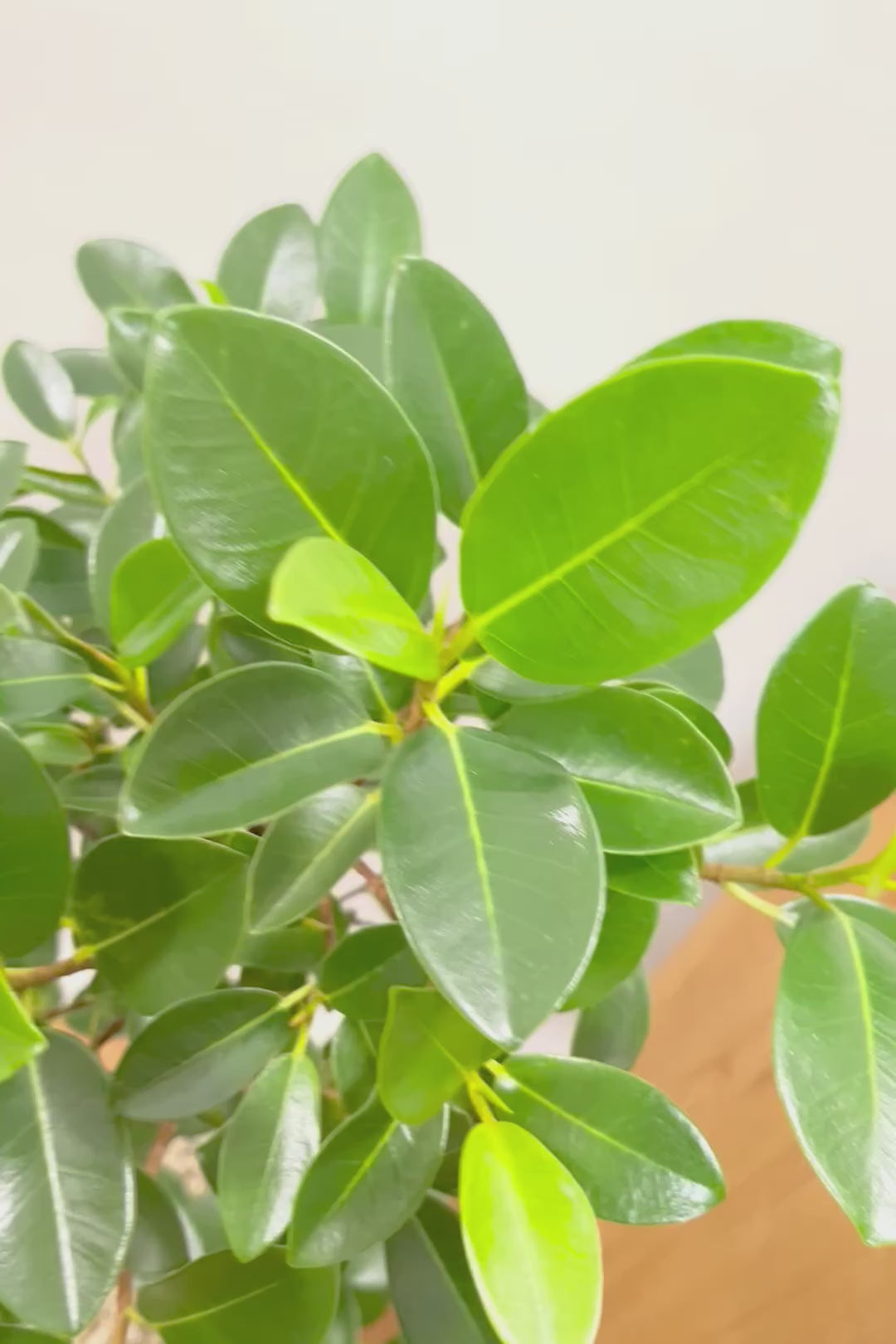 【フランスゴム】とても程よいサイズ感！幹のカーブも素晴らしいおすすめの逸品です！