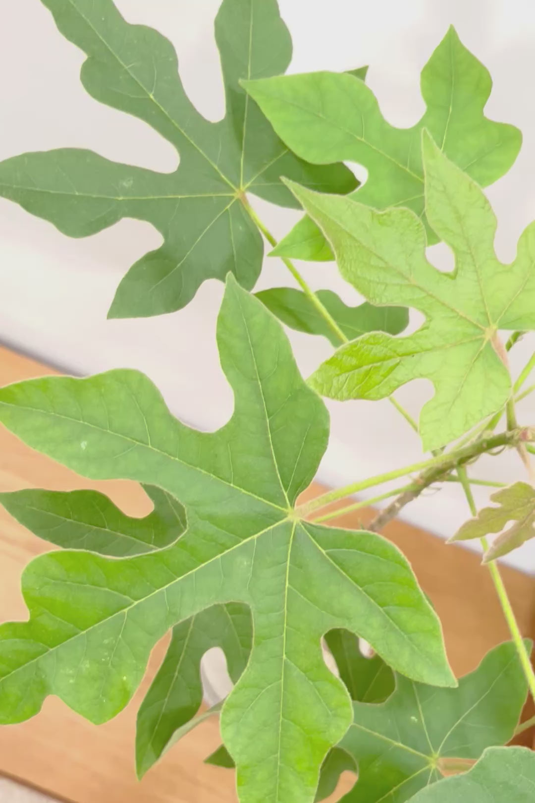 【ブラキキトン ビドウィリー】このサイズはイイ！葉の表面に産毛が生えているとっても面白い植物なんです！