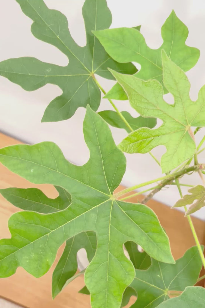 【ブラキキトン ビドウィリー】このサイズはイイ！葉の表面に産毛が生えているとっても面白い植物なんです！