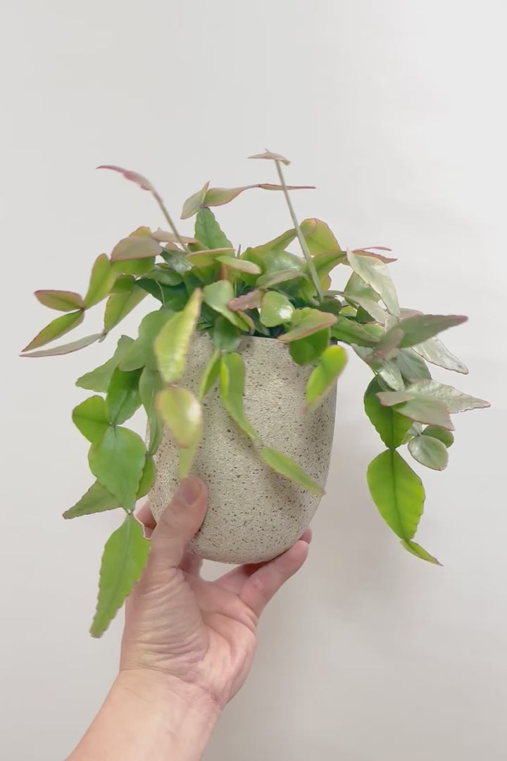 【リプサリス エリプティカ】大ぶりのかわいい葉っぱが詰まったフォルム！お花も咲いちゃう可愛いサボテンです！