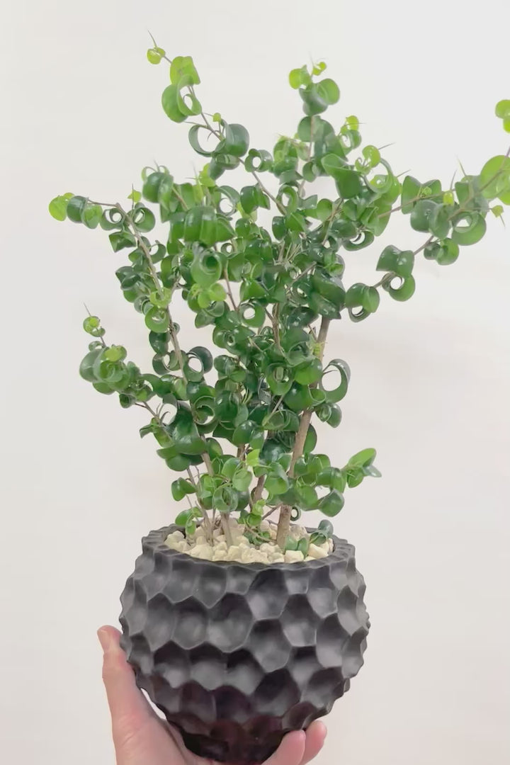 【ベンジャミン バロック】APEGOでも人気のデザインのPOT。このフォルムと植物のフォルムのバランスが最高だと思います！