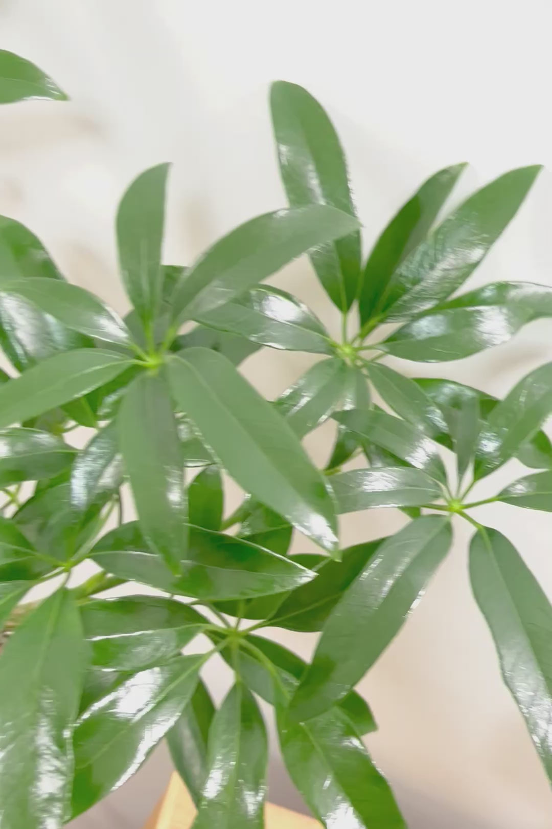 【シェフレラ アンガスティフォリア】幹のカーブがとても美しいくて存在感のある大きさ。とにかく丈夫で育てやすい！