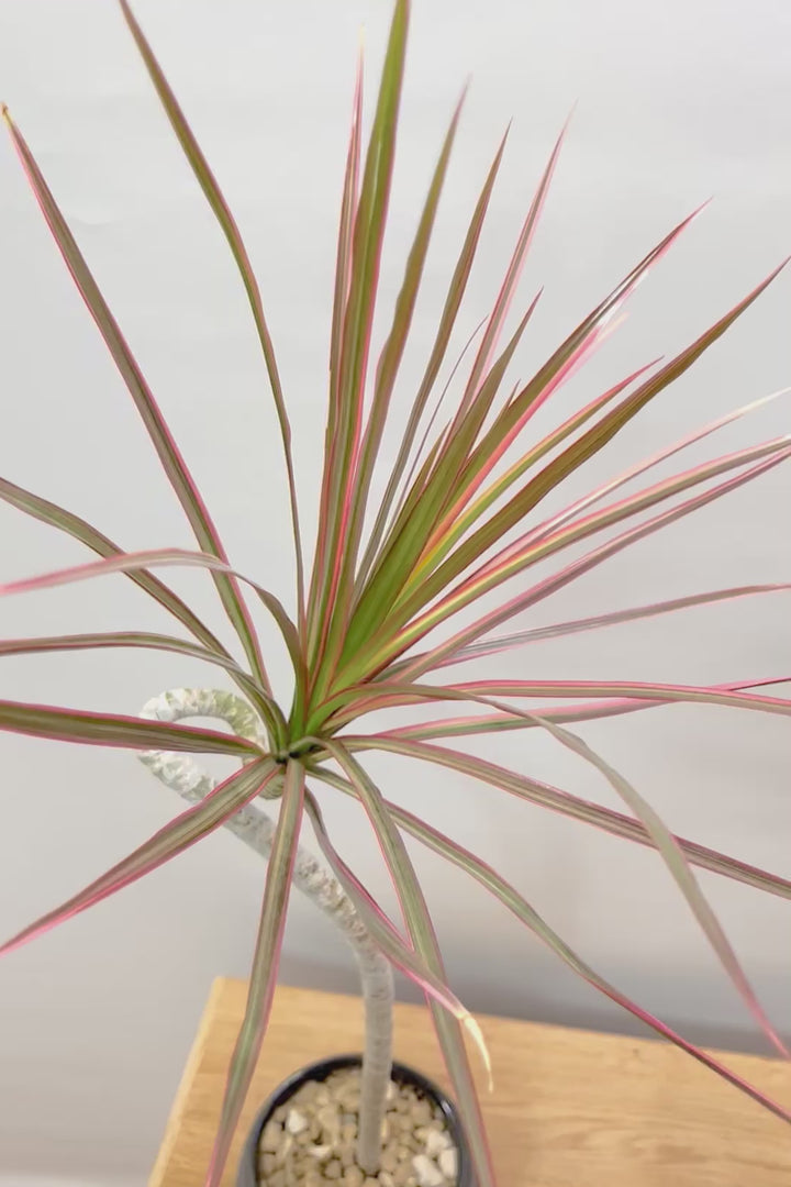 【コンシンネ レインボー】ちょっと大きめサイズ！真っ赤な葉色がとても美しい人気種です！