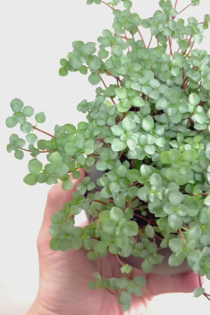 【ピレア グラウカ】シックな葉色!かわいい小さな葉っぱが特徴の人気の観葉植物です!!