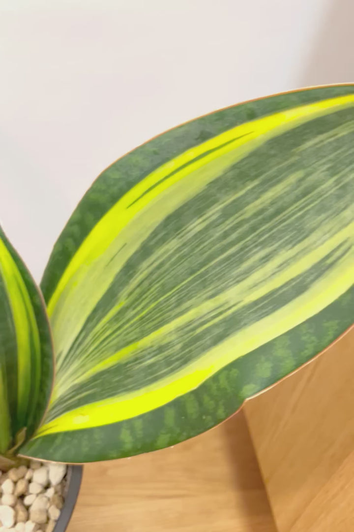 【サンスベリア マッソニアーナバリエガタ】軽量なプラスチック鉢！今回は希少な斑入り種。大型のタイプはなかなか出回らないので是非ご検討ください！