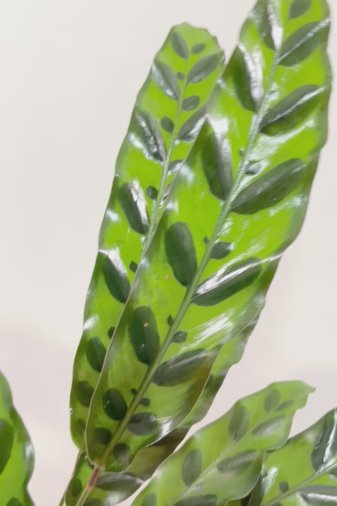 【カラテア インシグニス】生産者さんがボリュームのある素晴らしい個体の物を出荷してくださいましたのでボリュームは保証します！