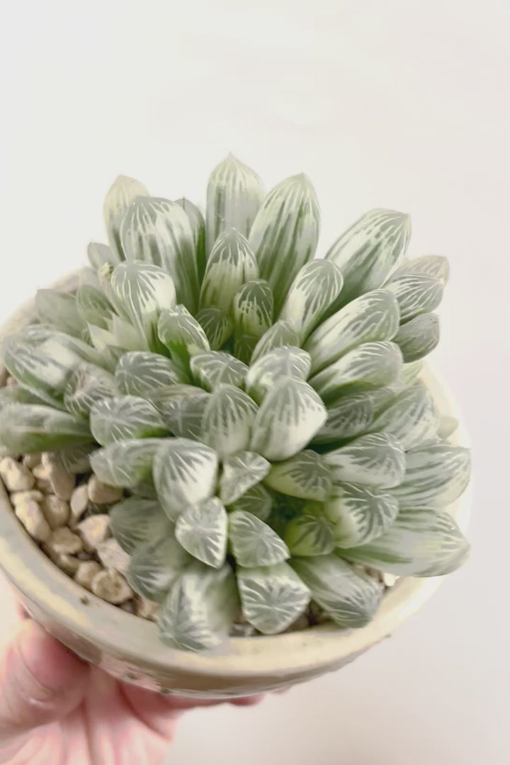 【ハオルチア ピリフェラ】再入荷！爽やかでかわいい品種！子株もたくさん出ているモリモリタイプですので、ぜひともご検討ください！