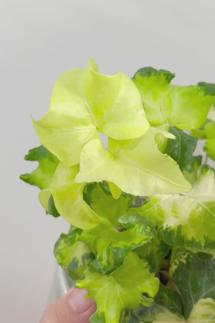 【アイビー ムーンライト】フリフリの可愛い葉♪暑さ寒さにとても強く丈夫な観葉植物です！