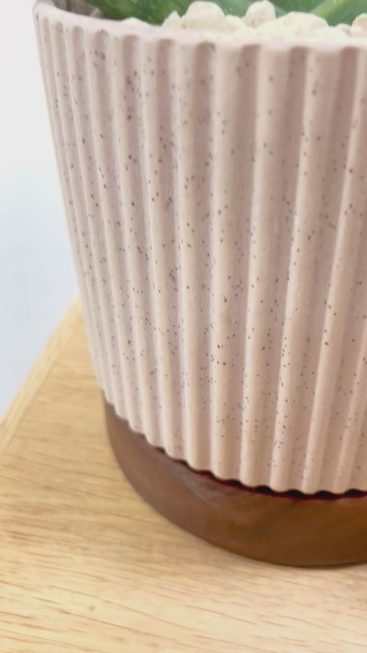 【サンスベリア ボンセレンシス】高さ32cmのかわいいサイズ感！木製の受け皿がイ￥いいアクセントになっています！扇状に生長するフォルムがカッコいいボンセレンシス！