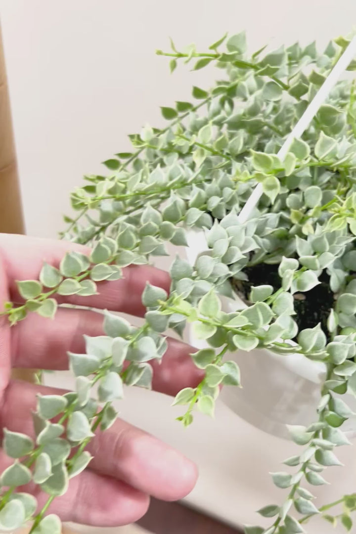 【ディスキディア ミリオンハートバリエガタ】軽くて扱いやすいプラスチック鉢の吊り鉢タイプです!!