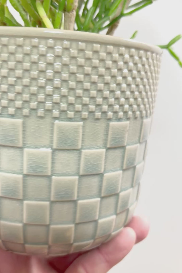 【リプサリス ハティオラ】ギュッとかわいい葉っぱが詰まったフォルム！お花も咲いている可愛いサボテンです！