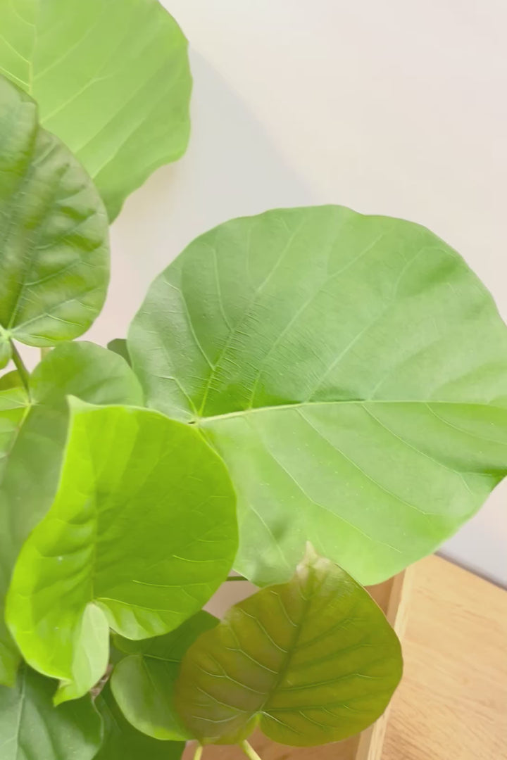 【ウンベラータ】BIGサイズ！長崎県の曲り樹形の名手でもある生産者さんが手塩に掛けたバランスの良い素晴らしい樹形です！幹のクネクネがGOOD！