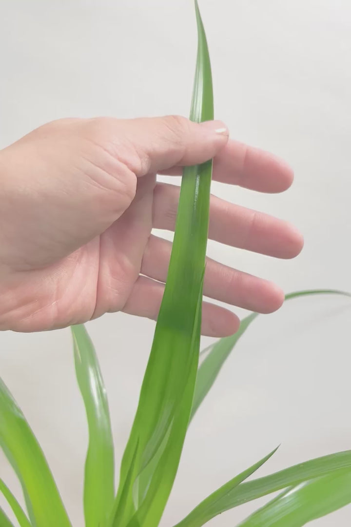 【カンボジアーナ】このサイズはかなりレアです。幹もイイ感じにカーブしているのでオススメ！