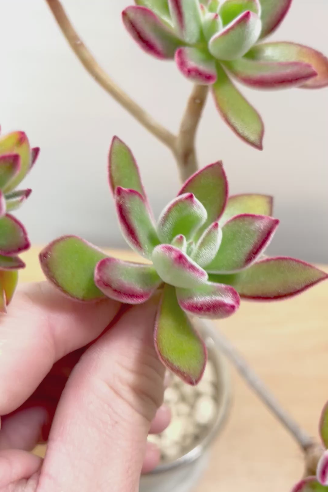 【エケベリア ハムシー】葉の表面に産毛のあるとても触り心地の良い子！長い時間をかけて当店でしっかりと仕上げました！