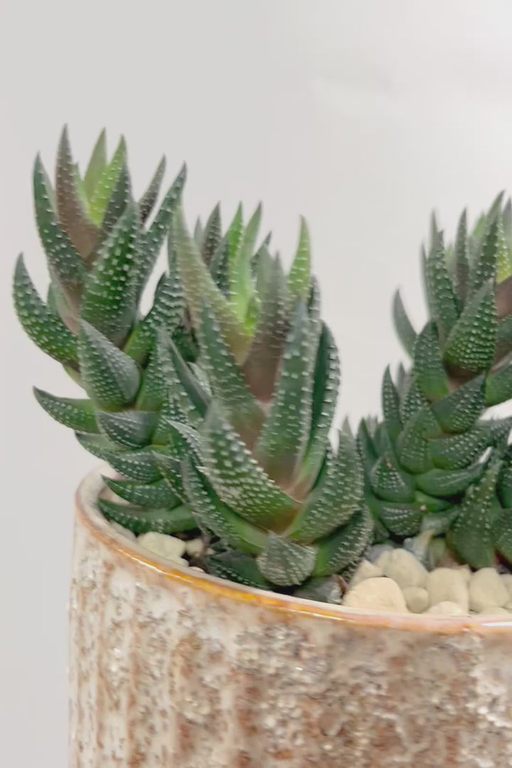 【ハオルチア カルウィニー】ゼブラ模様がとても素敵な硬葉タイプ！群生していますので、ボリュームがありますよ！